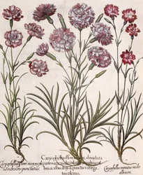 Carnations, from the Hortus Eystettensis by Basil Besler