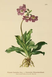 Carniolan Primrose