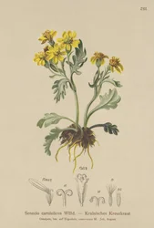Carniolan Ragwort