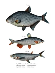 Carp Bream