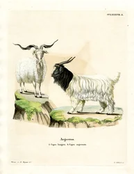Cashmere Goat