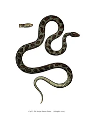Cat Snake