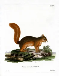 Caucasian Squirrel