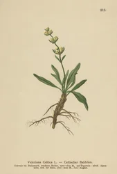Celtic Spikenard