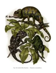 Chameleon