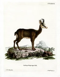 Chamois