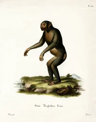 Chimpanzee