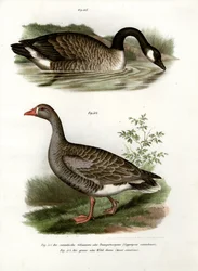 Chinese Goose