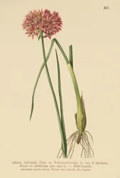 Chives