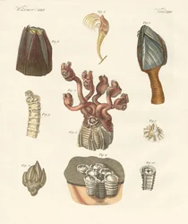 Cirrhipodas, Bristleworms or brachiopods