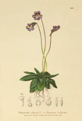 Common Butterwort