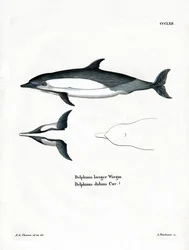 Common Dolphin