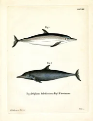 Common Dolphin