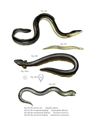 Common Eel
