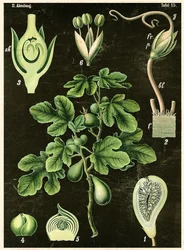 Common Fig