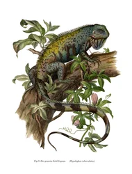 Common Iguana