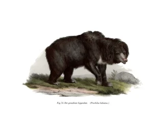 Common Indian Sloth Bear