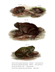 Common Midwife Toad