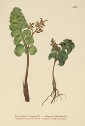 Common Moonwort
