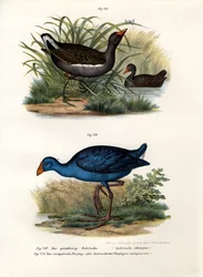 Common Moorhen