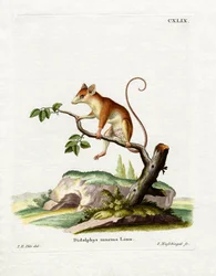 Common Mouse Opossum