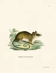 Common Mouse Opossum