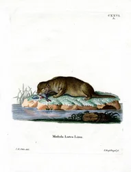 Common Otter