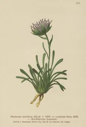 Confused Rampion