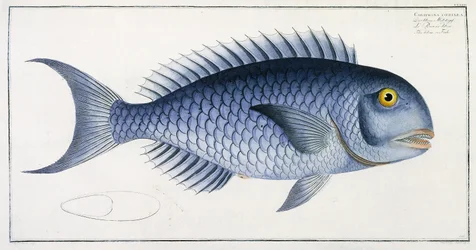 Coryphaena Coerulea