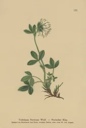 Cream Clover
