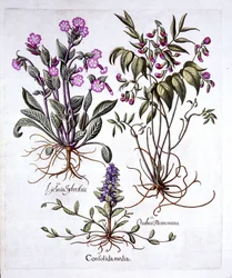 Creeping Bugle, Spring Vetch and Red Campion, from Hortus Eystettensis, by Basil Besler (1561-1629), published 1613