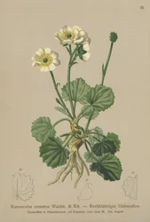 Crenated Crowfoot