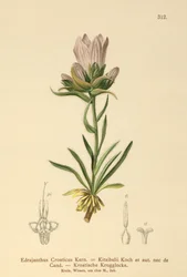 Croatian Grassy Bell