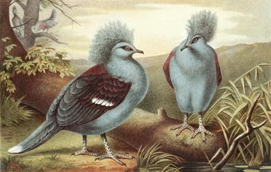 Crowned Pigeon, Plate from 