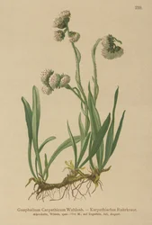 Cudweed