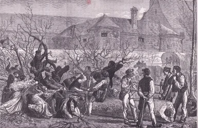 Cutting down trees round Paris for firewood