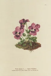 Cyclamen, Alpine Violet