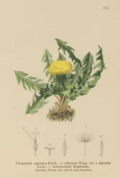 Dandelion