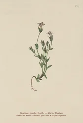 Danes Dwarf Gentian