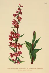 Dark-red Helleborine