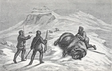 Death of the Musk Ox, London 1874
