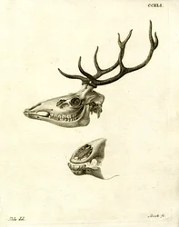 Deer Antlers