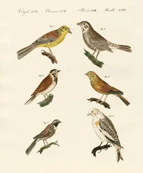 Different Kinds of Buntings