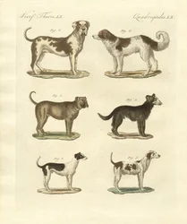 Different Kinds of Dogs