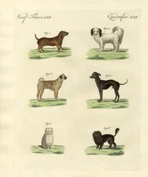 Different Kinds of Dogs