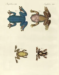 Different Kinds of Foreign Tree Frogs (coloured engraving)