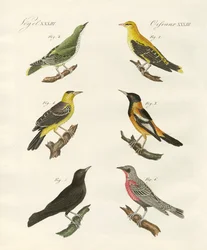 Different Kinds of Golden Oriole