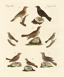 Different Kinds of Larks
