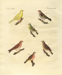 Different kinds of larks