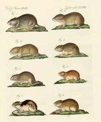 Different Kinds of Mice